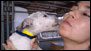 Katrina animal rescue effort
